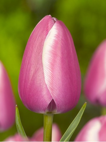 Лале (Tulipa 'Jumbo Beauty') PR1036 Лале (Tulipa 'Jumbo Beauty') PR1036